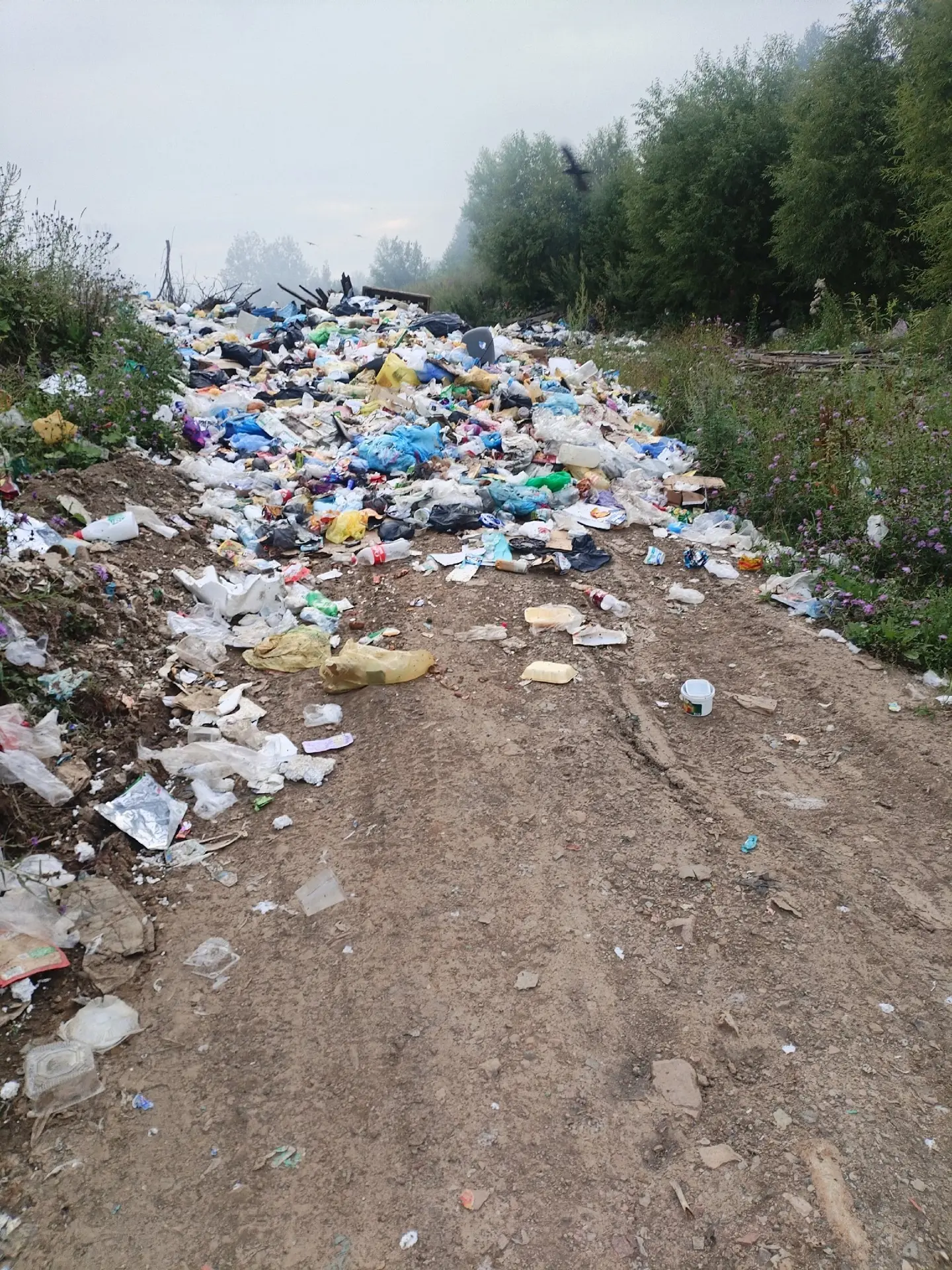 🌿 Экологическое волонтёрство: как совместить пользу и труд