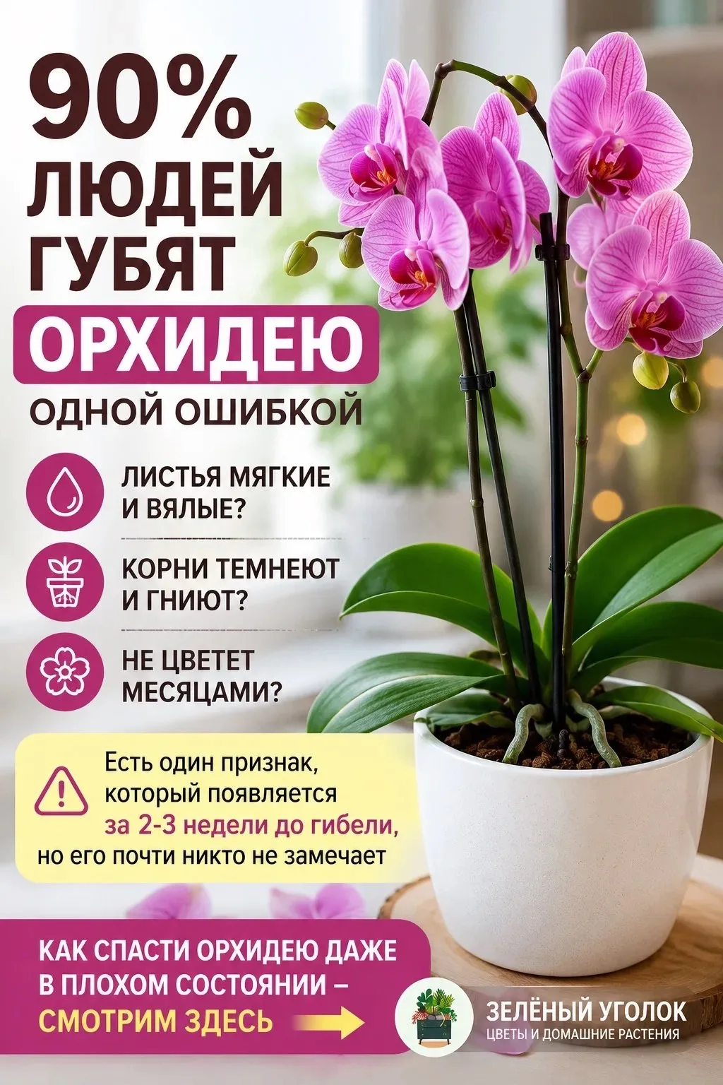 🌿 90% людей губят орхидею одной ошибкой