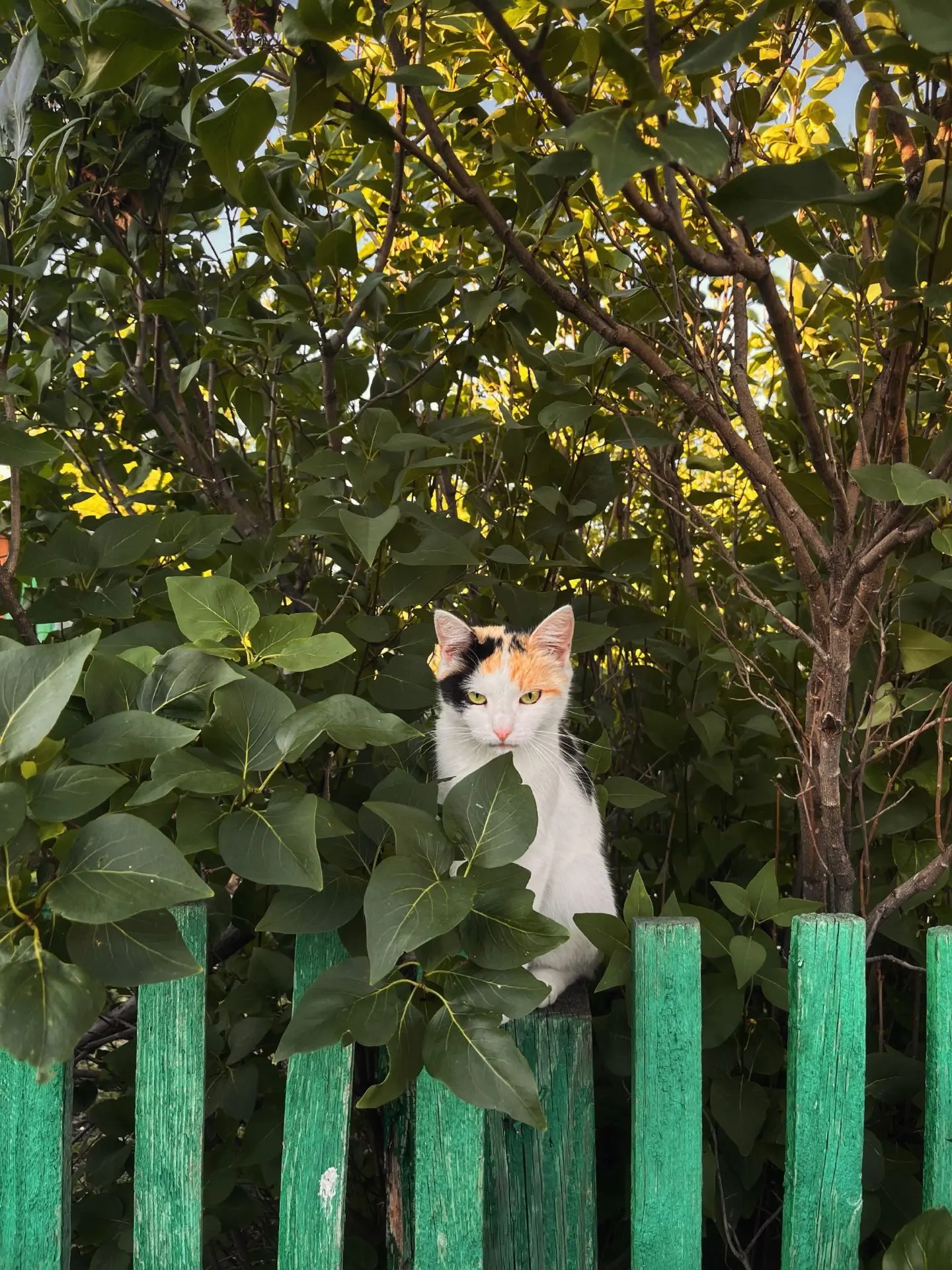 Вижу кошку, делаю фото📸
Деревенские будни 😁

📲 Мы в Вконтакте

🏡Родная деревня