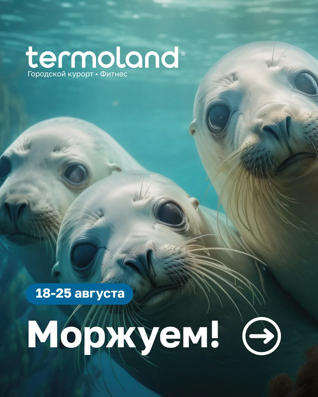 🦭 Дни моржевания в Termoland Красноярск — до 25 августа!