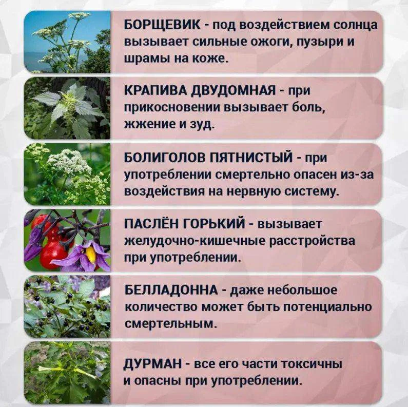 ⚠️ Шпаргалка по опасням и ядовитым растениям