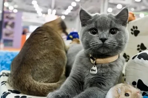 Выставка кошек 🐈🐈‍⬛