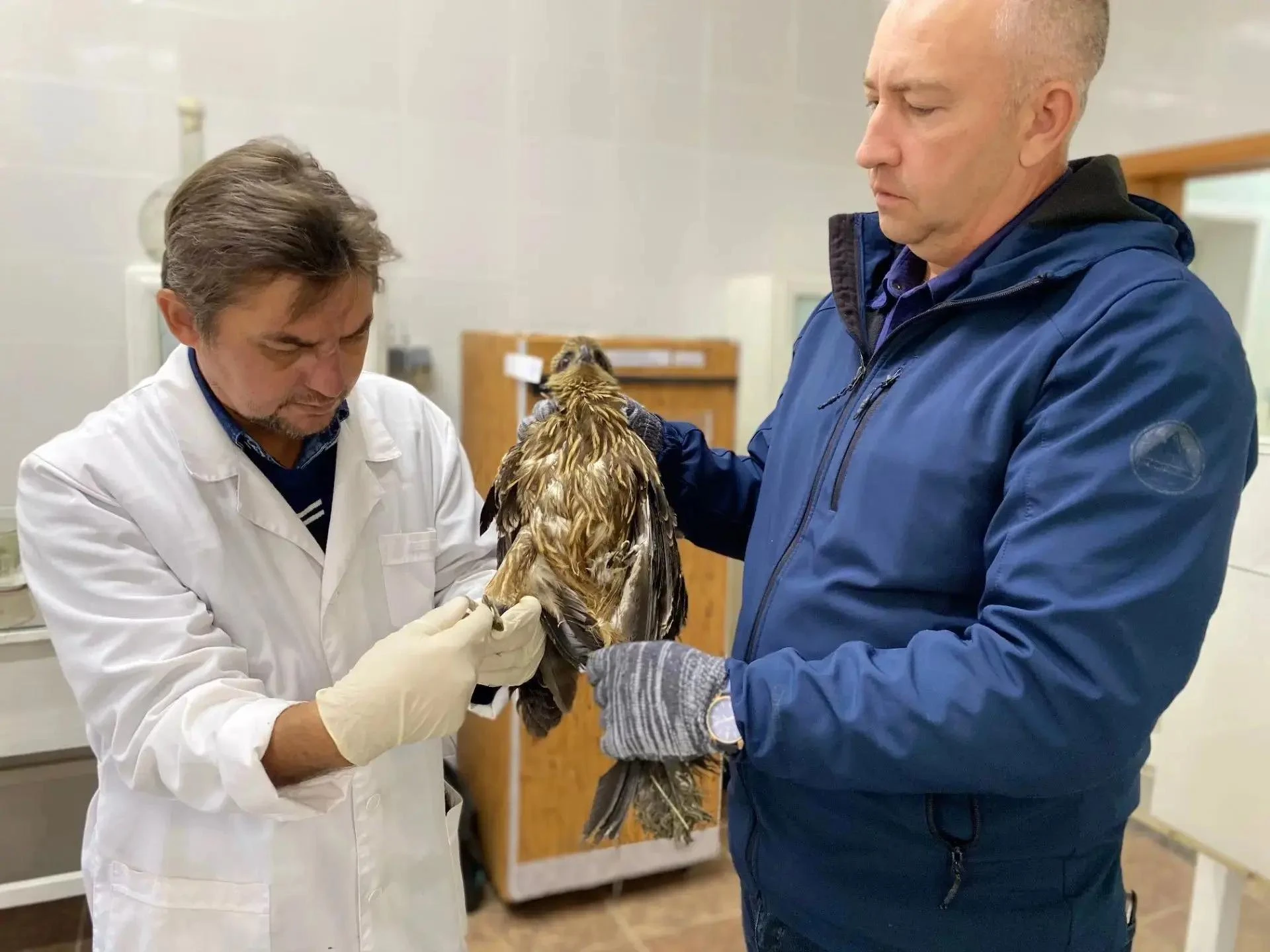 В Дергачёвском районе спасли коршуна с переломом лапы