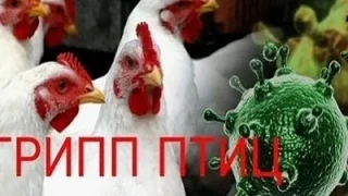 🔊Высокопатогенный ГРИПП птиц - острое вирусное заболевание, которое приводит к гибели ...