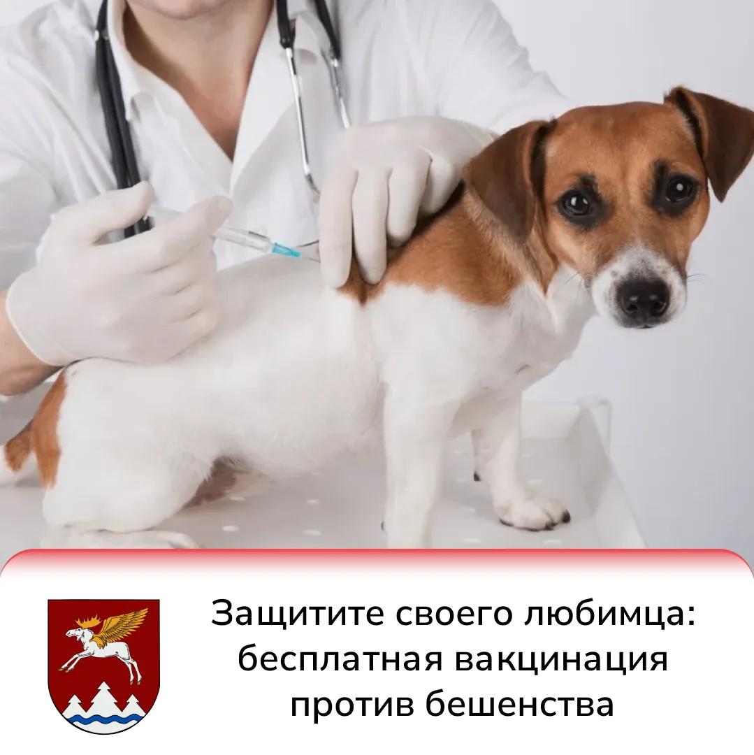 🐶Знаете ли вы, что ежегодная прививка домашнего питомца против бешенства — это не прос...