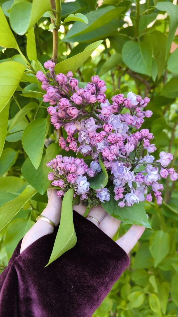 Махровая сирень… какая же это красота 💜