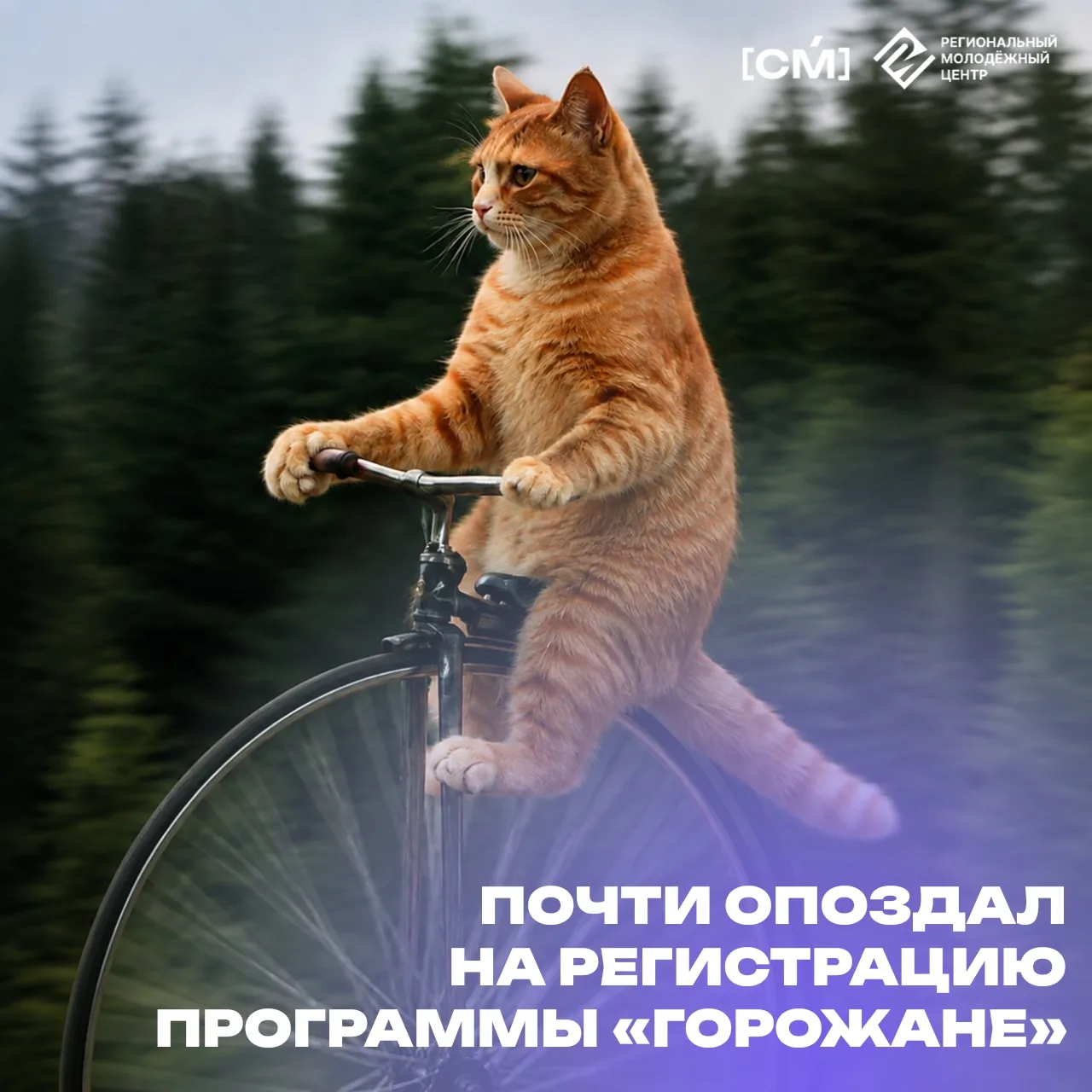 🐱 Успеваешь зарегистрироваться?