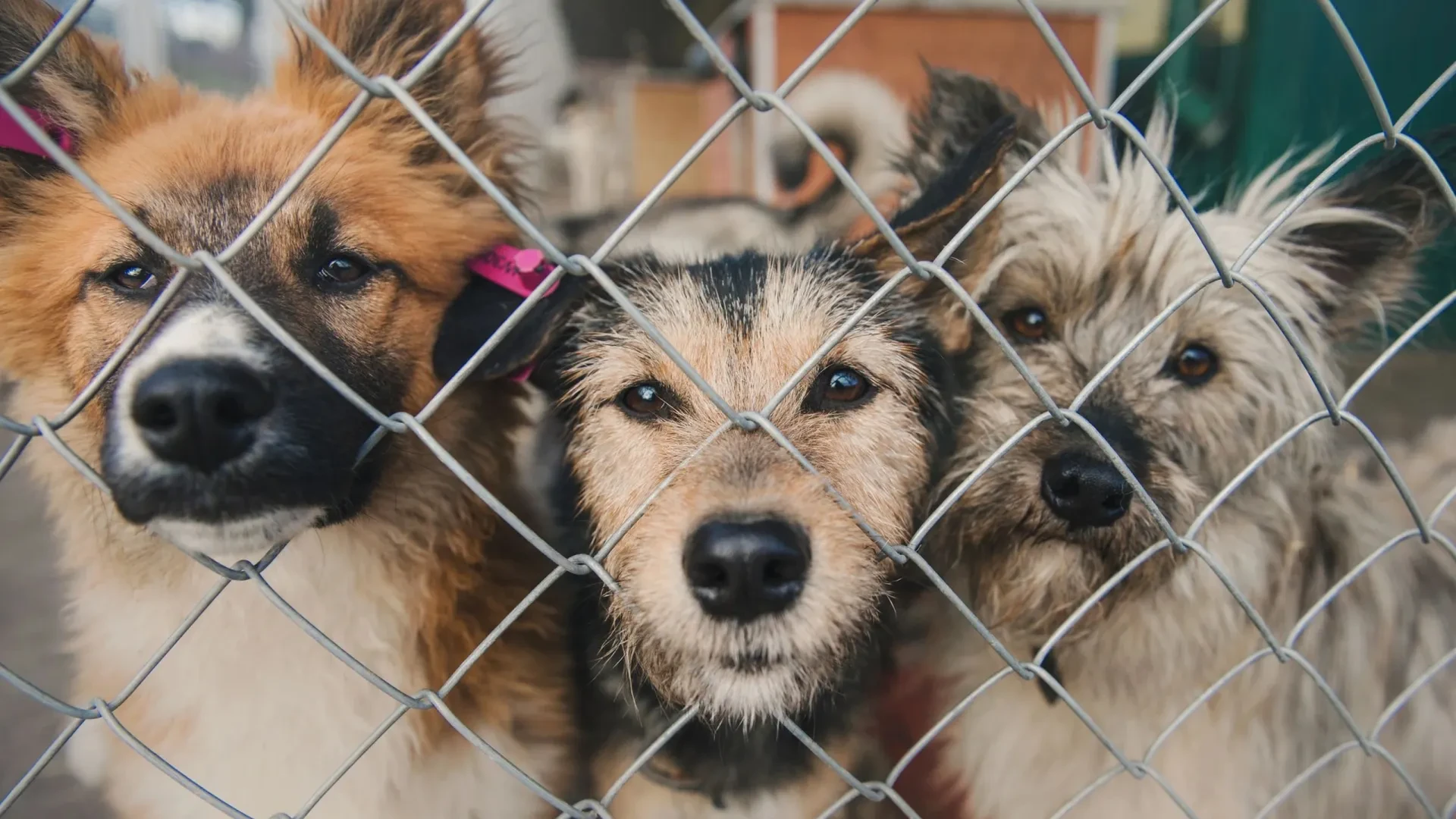 🐕 Хабаровчан зовут помочь приюту «Добрый пёс»