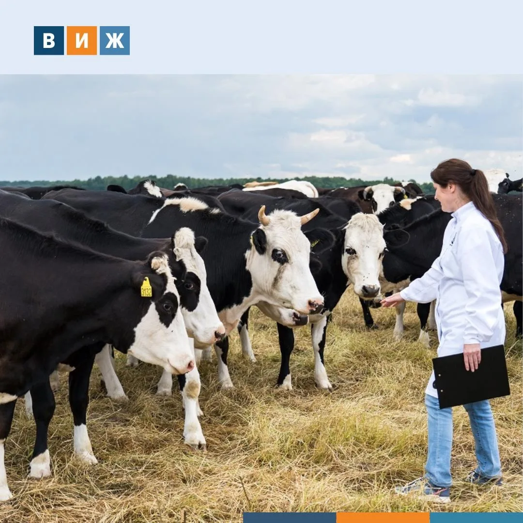 🐄Пастереллез: как защитить стадо от «тихой» угрозы