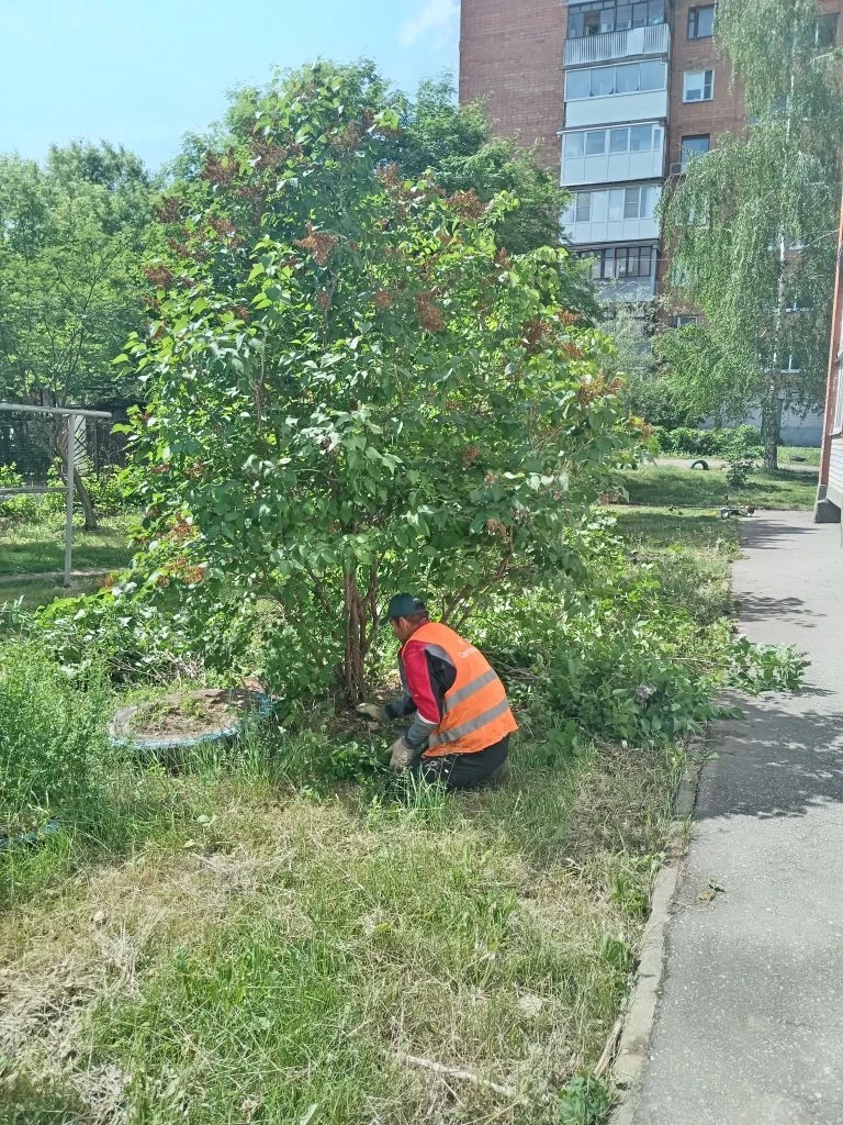 В рамках благоустройства территорий проводим санитарную обрезку деревьев: выполняем вырезку сухих су