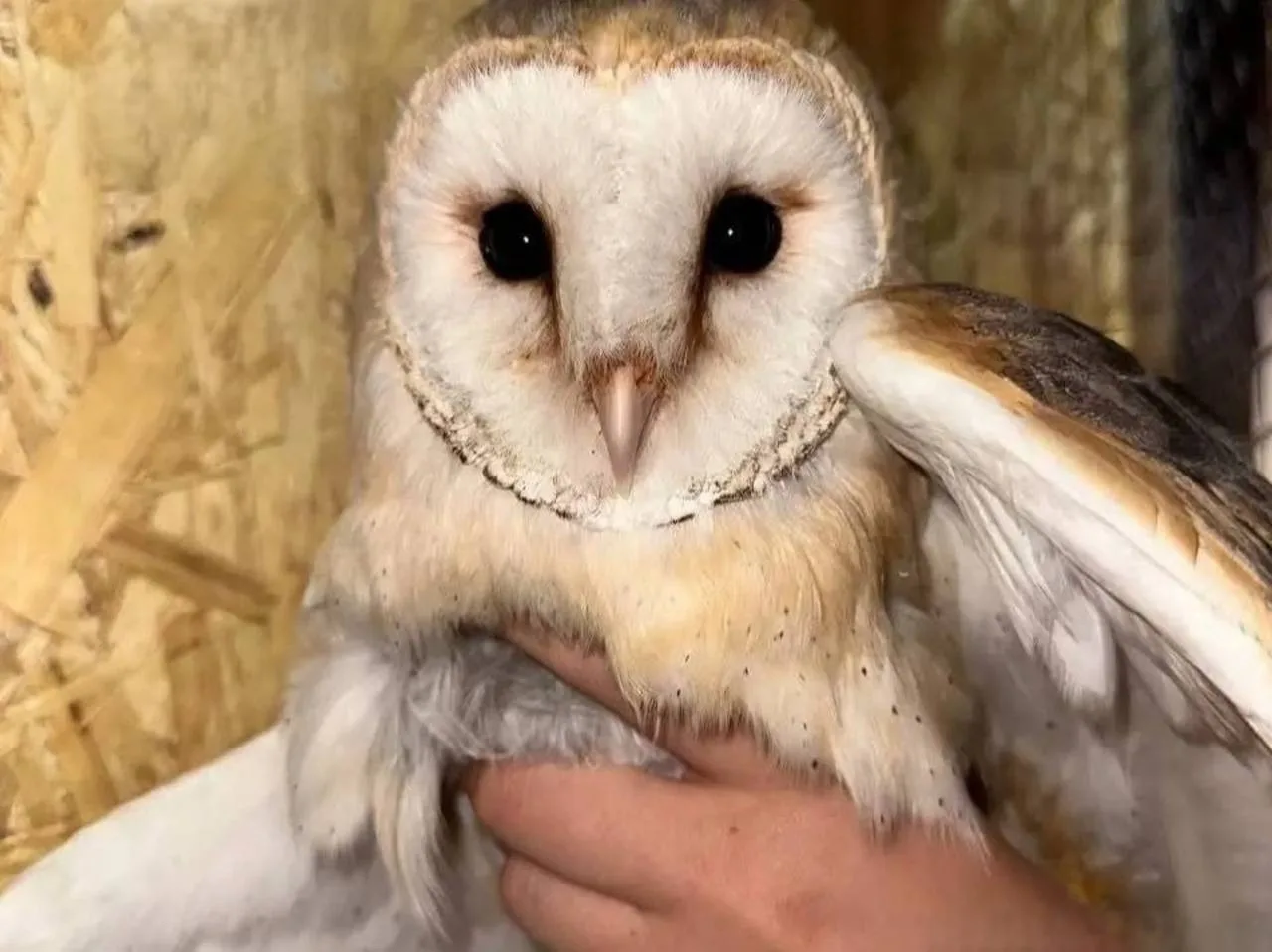 🦉 Четырёх сов-сипух изъяли у нелегальных фотографов в Иркутске

После жалоб жителей прошли рейды. П