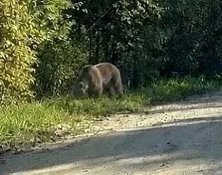 Медведь замечен недалеко от конюшни в Храброво. Фото сделано на днях.