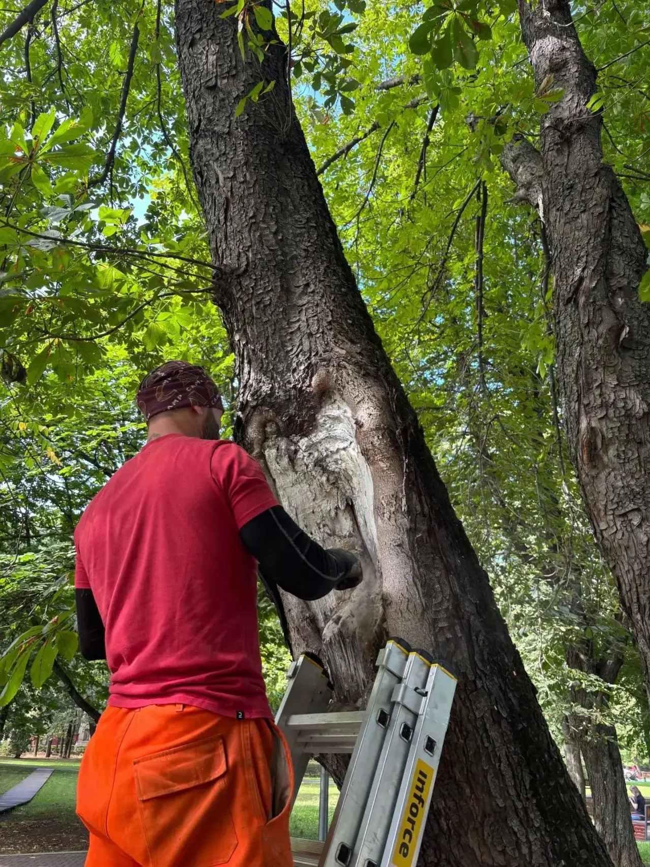 🌳 В Гончаровском и Бабушкинском парках продолжаем заботиться о деревьях.
