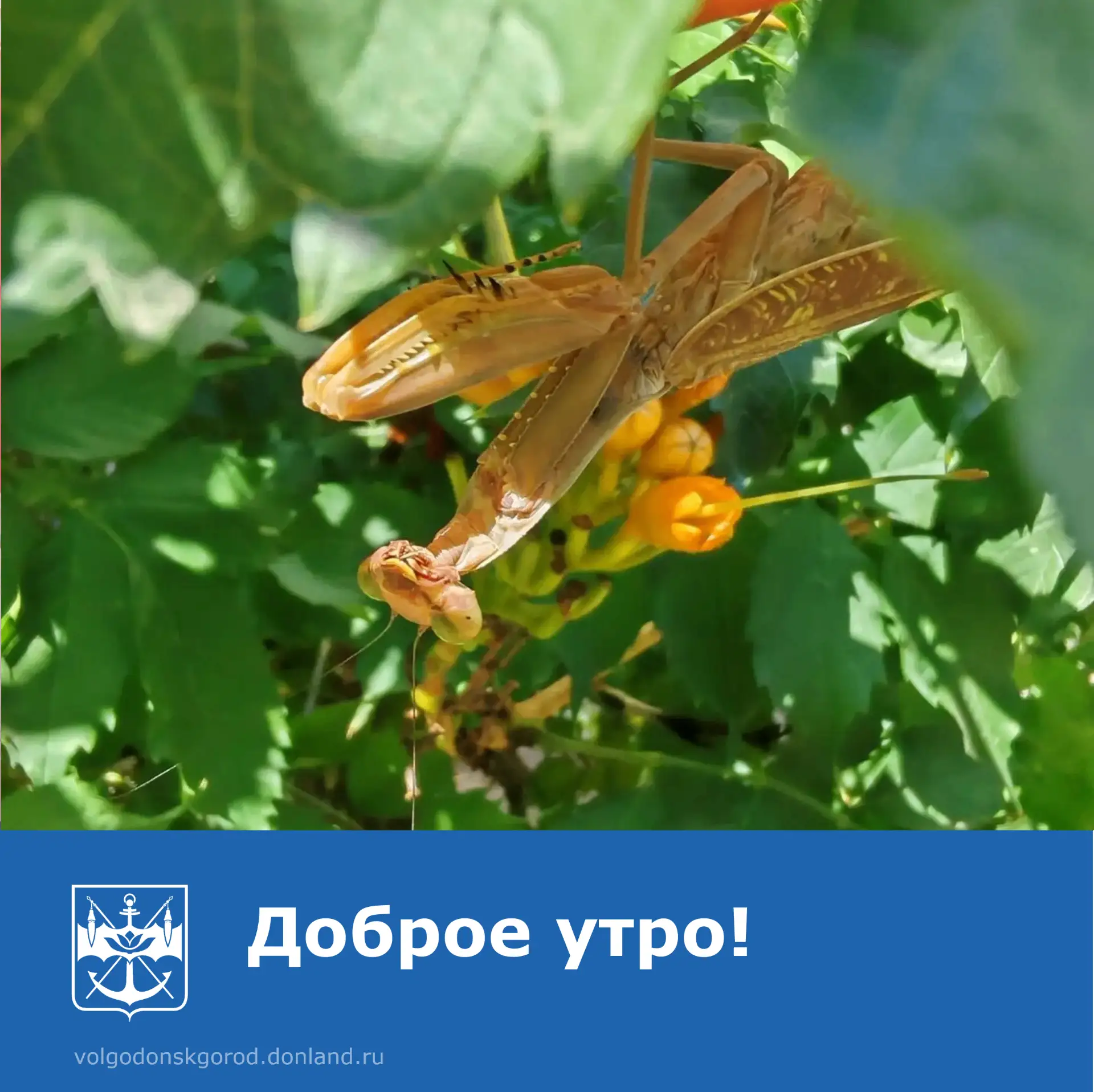 Доброе утро, Волгодонск! 🍁