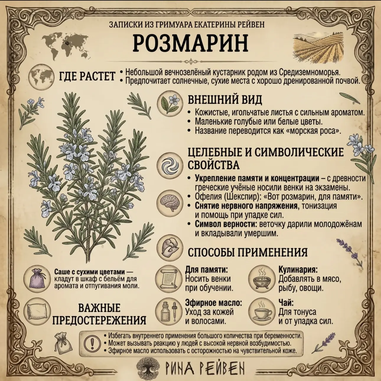 Розмарин: трава, которую держали на память, а не для запаха🌱