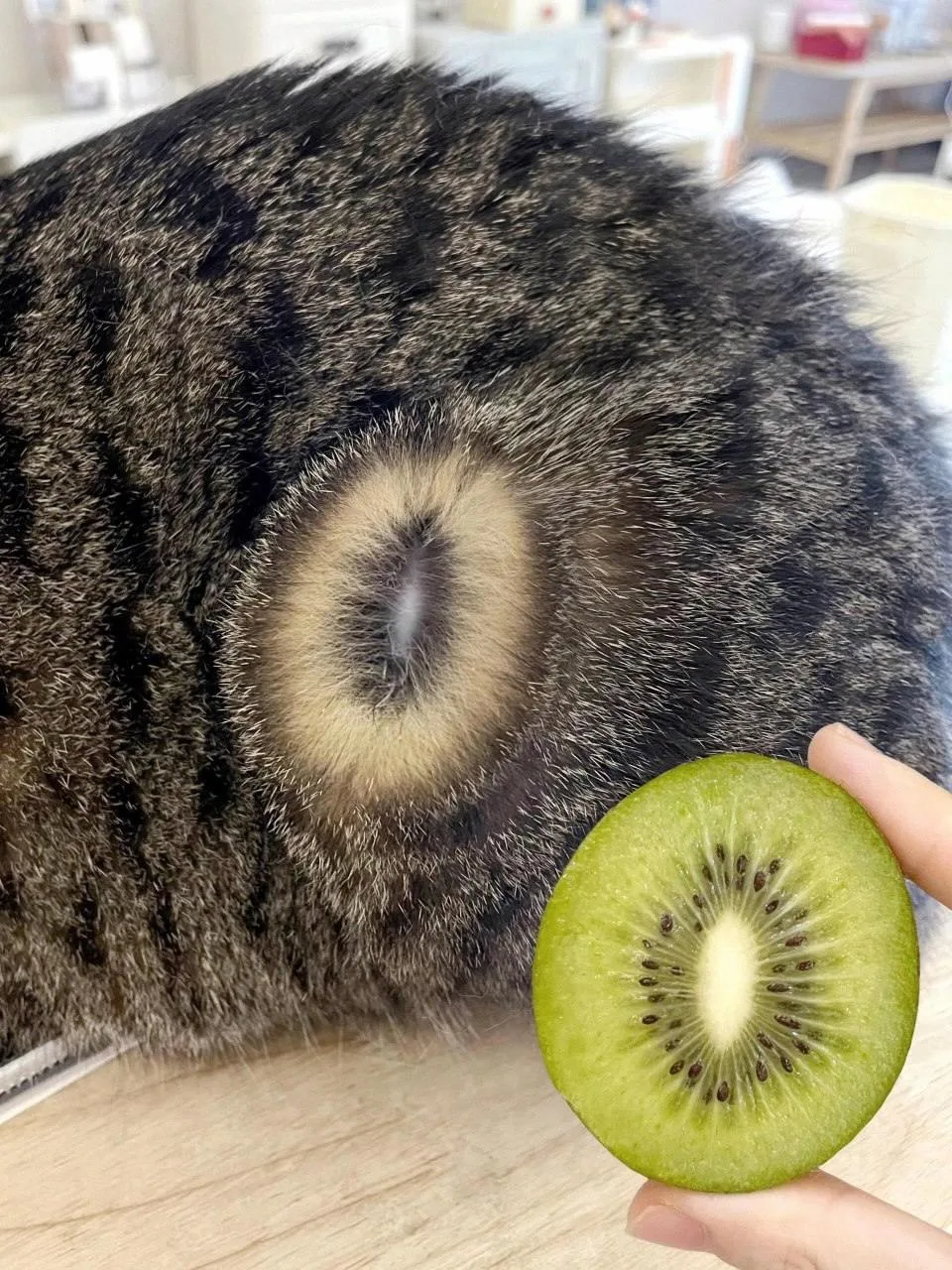 Коты на 90% состоят из киви 🤭