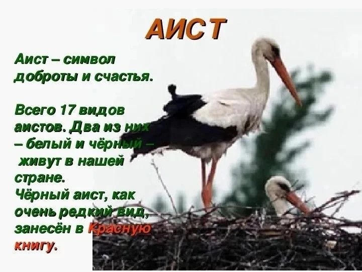 Аист- символ доброты и счастья❗