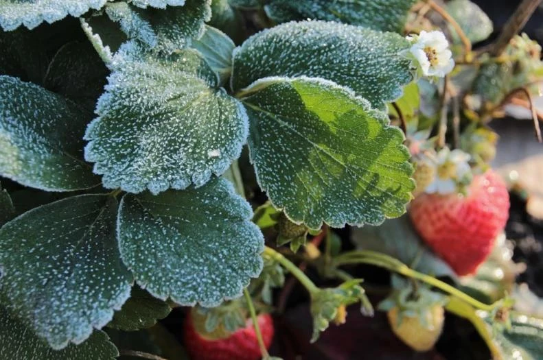 🥶 В пяти районах Коми ожидаются заморозки