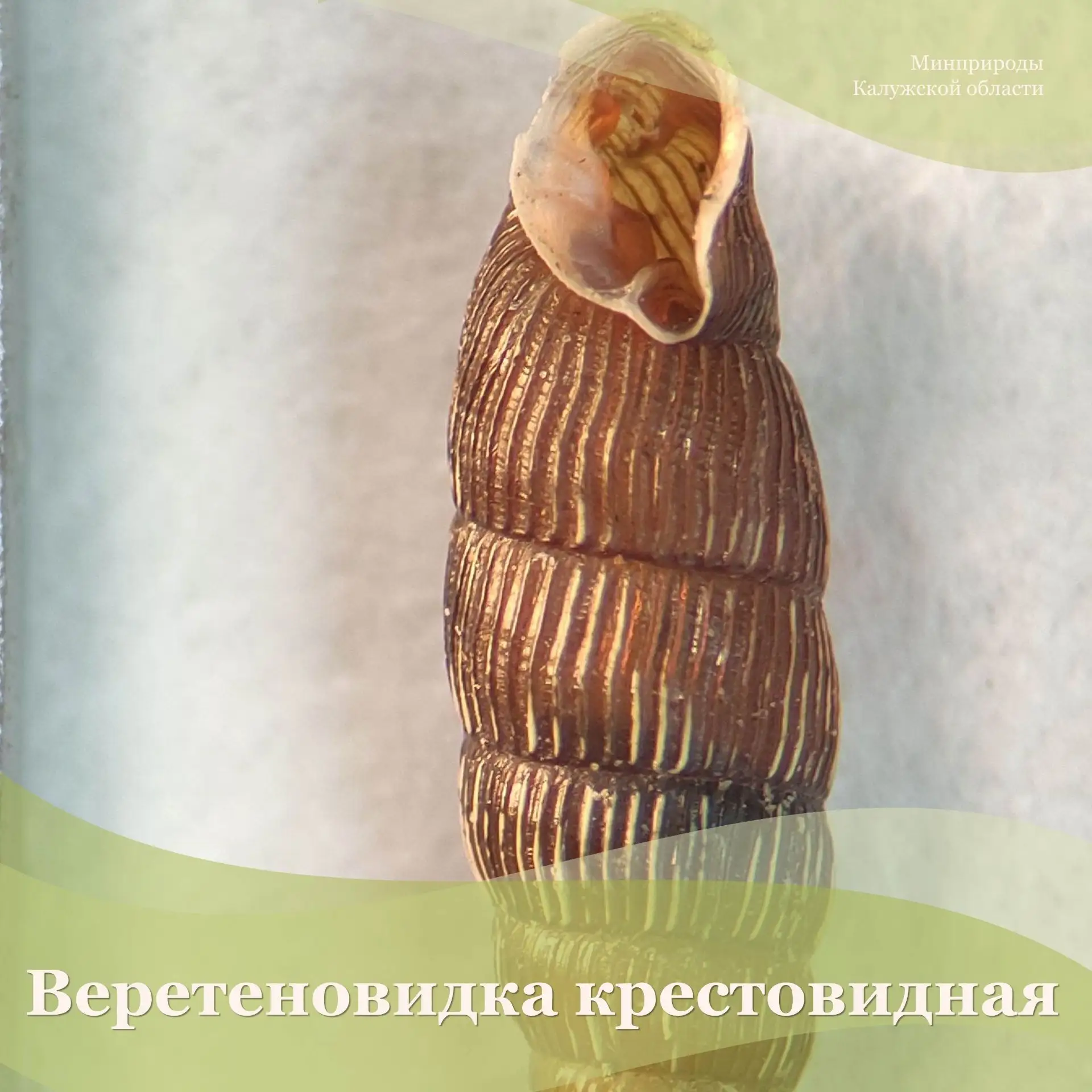 Среди беспозвоночных животных, которые войдут в новое издание региональной Красной книг...