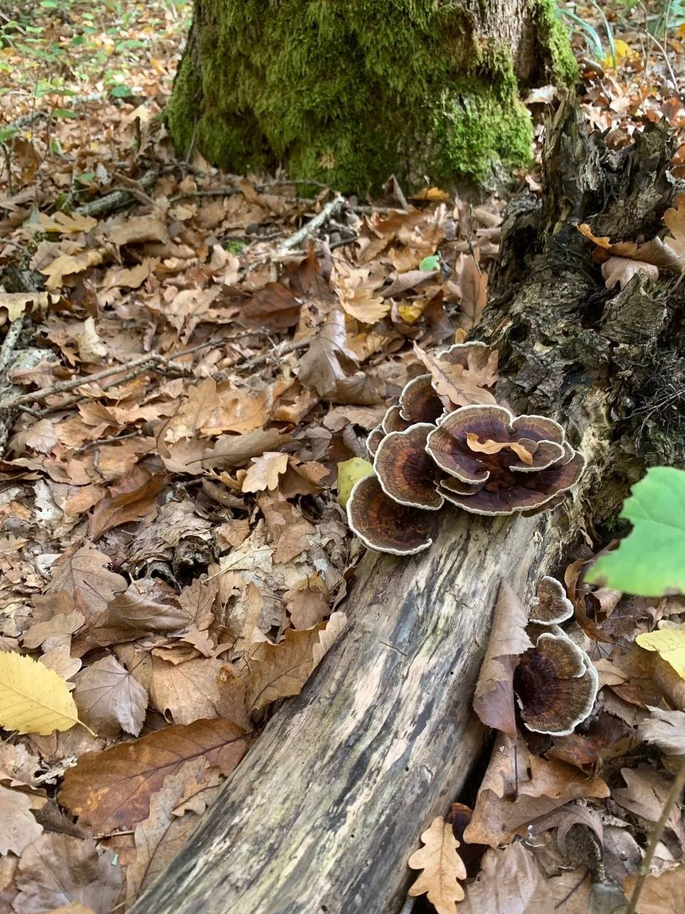 Грибники Кубани, с началом осеннего сезона! 🍁