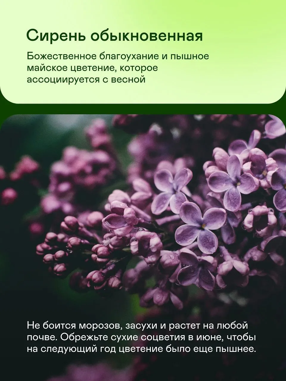 Подборка для начинающих садоводов: 7 неприхотливых кустарников 🍀