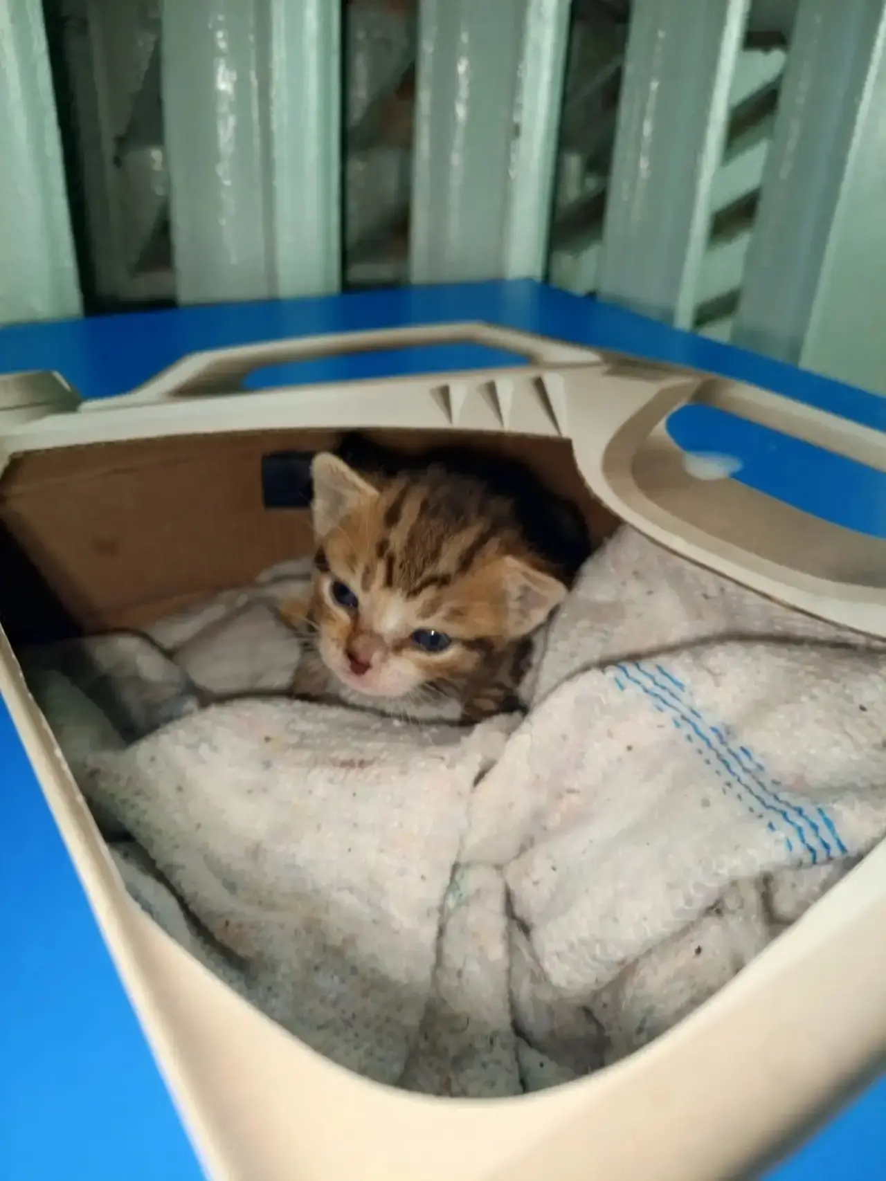 Граждане подписчики, тут директор УК СЖС спасённого котейку пристраивает.  Распространите, вдруг дру