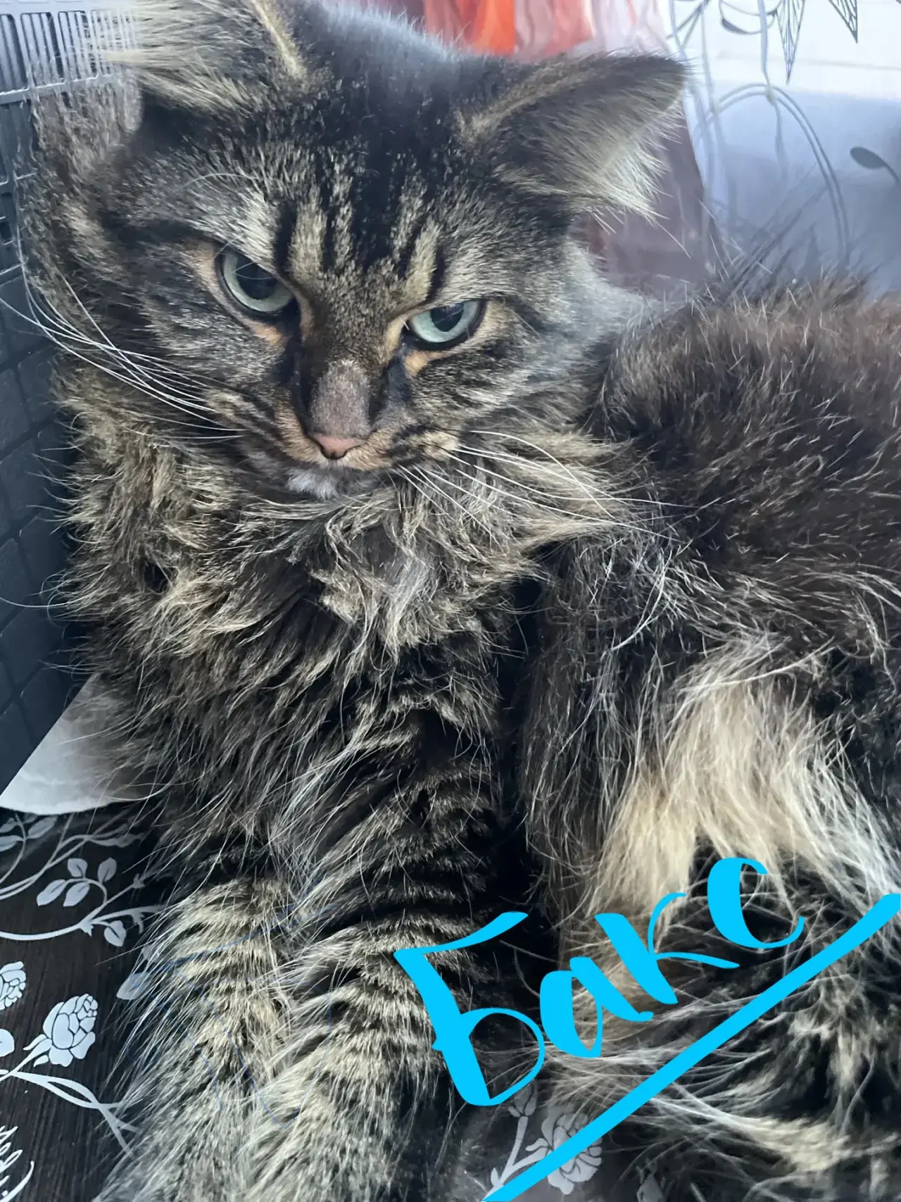 🐾 недавно, 4 октября, отмечался Всемирный день защиты животных