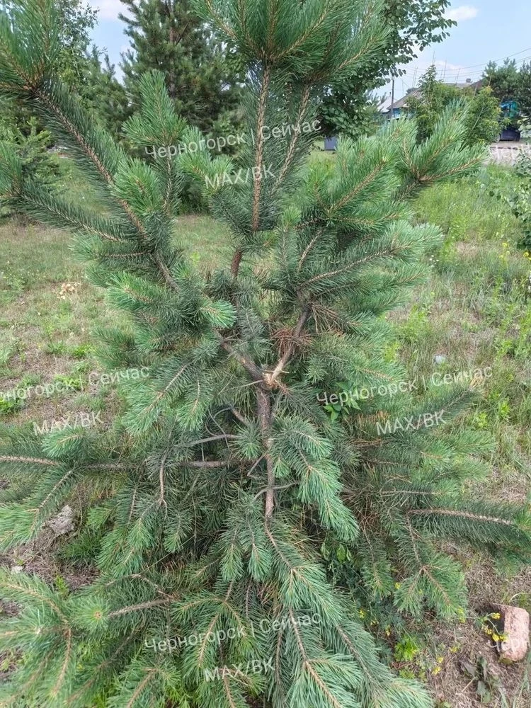 От подписчика:
