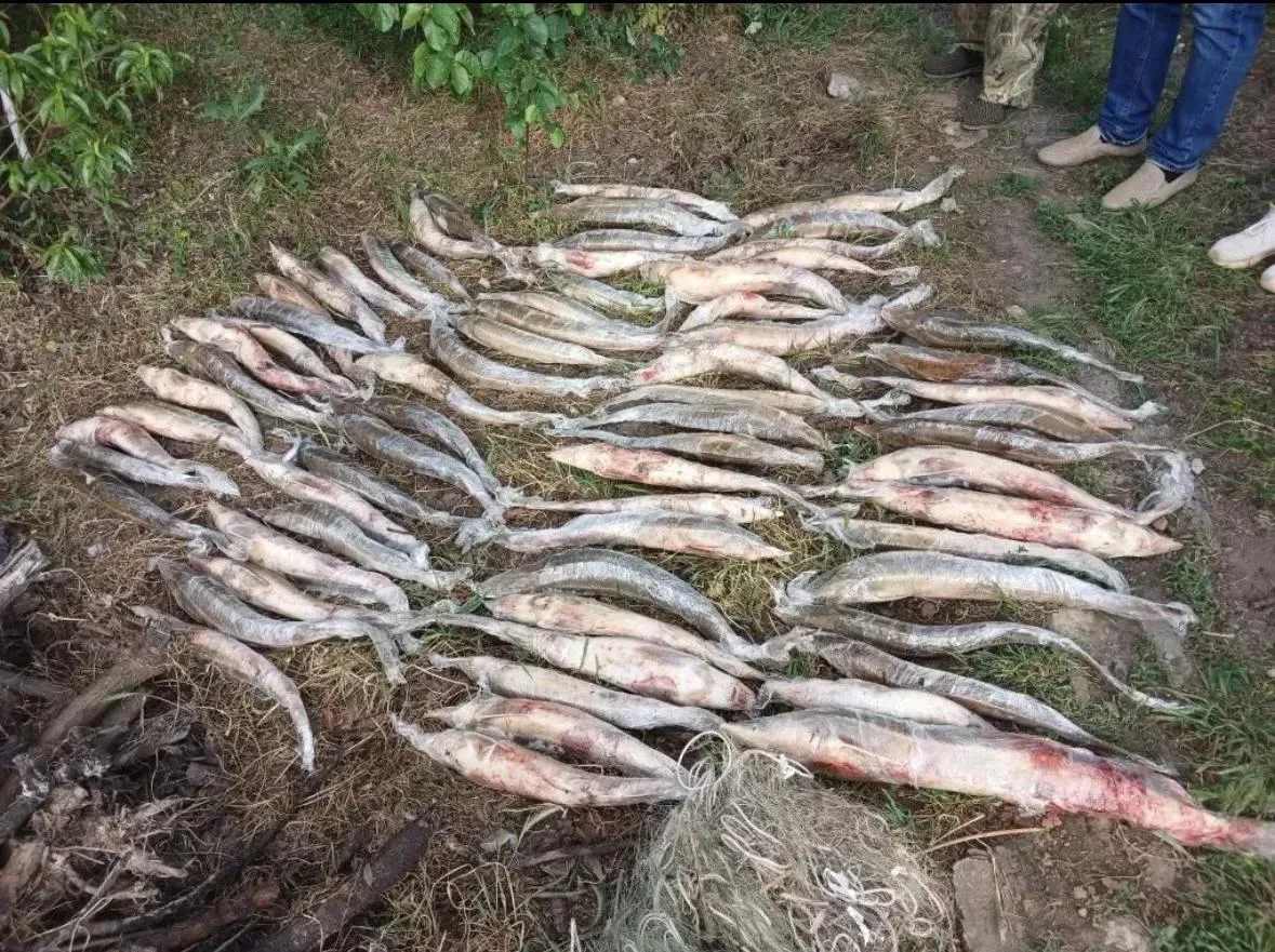 🚔 У астраханца нашли 68 стерлядей и наркотики: возбуждено уголовное дело 

Житель Икрянинского райо