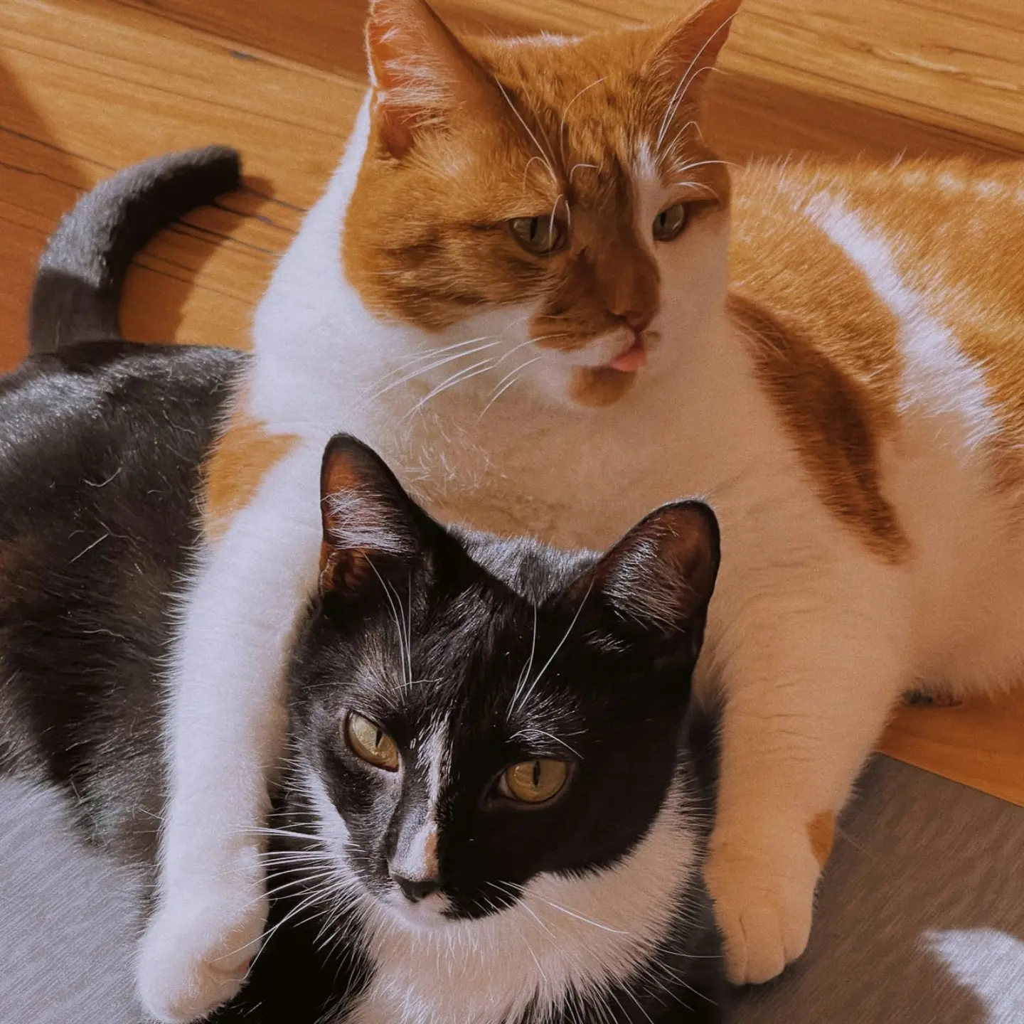 В доме вторая кошка! 🐈🐈‍⬛ Как подружить питомцев без шипения и драк?
