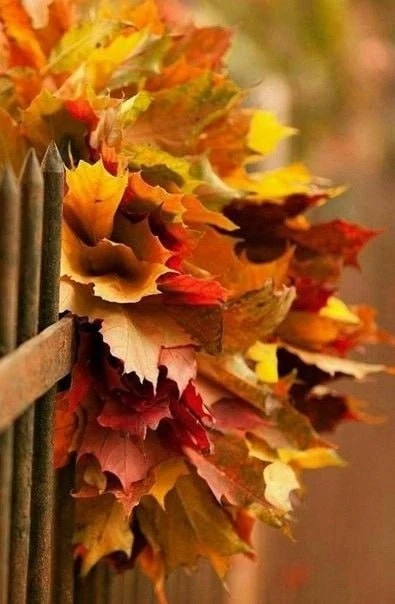 ✨️🍁 В каждом времени года есть своя прелесть. Главное - увидеть её. Счастье не зависит...