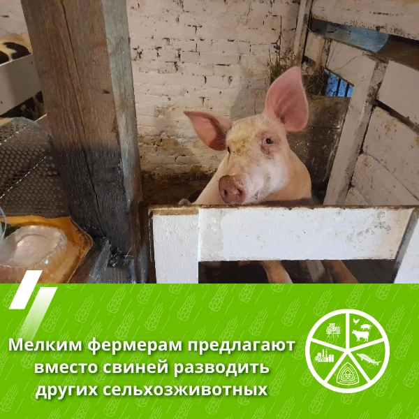 💰 Вологодские свиноводы могут получить субсидии на разведение других животных

🐖 В регионе идет ра