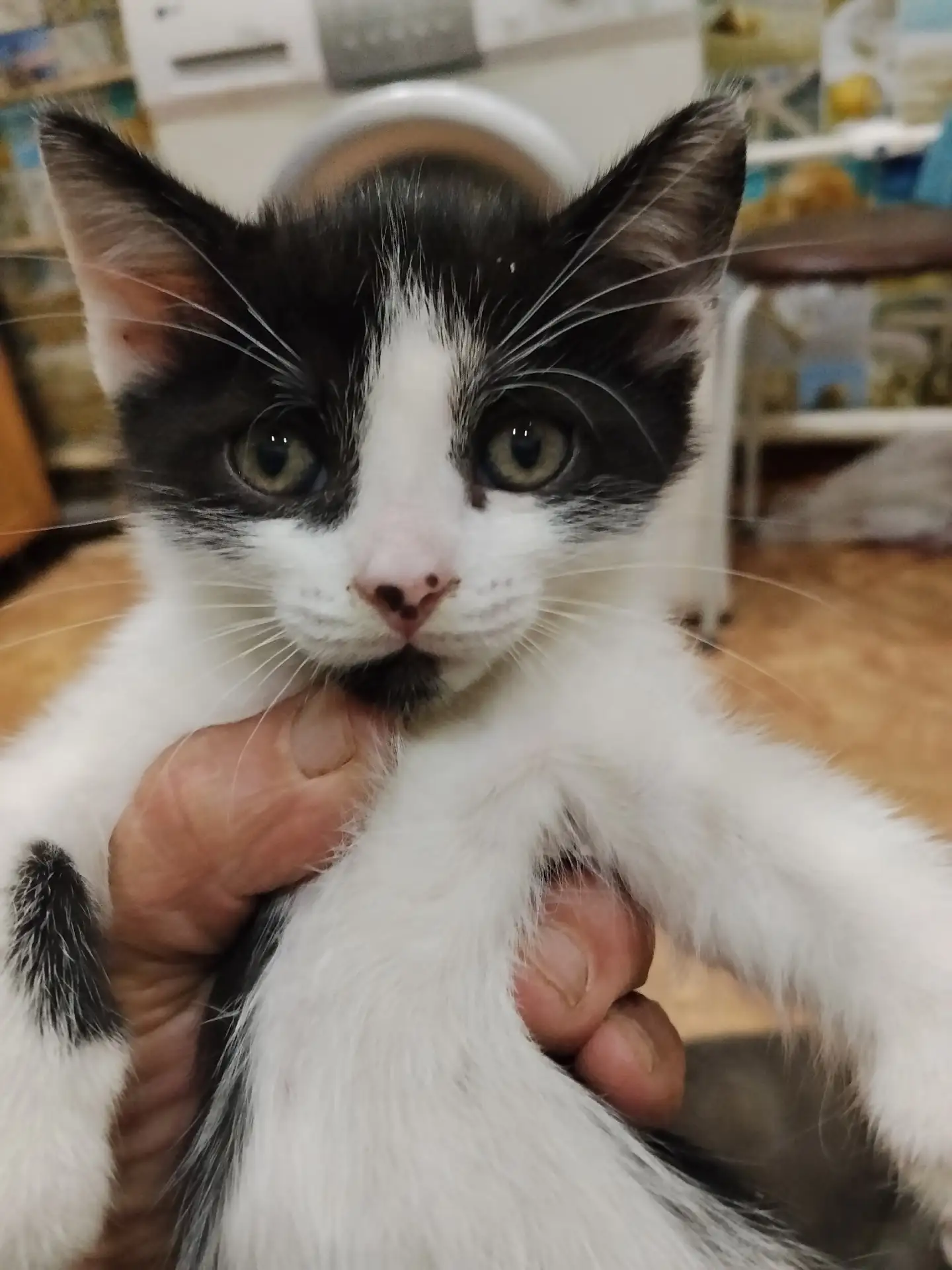 Отдам котёнка полтора месяца мальчик кушает ходит в лоток 8 922 537-68-72 на стороне больницы могу п