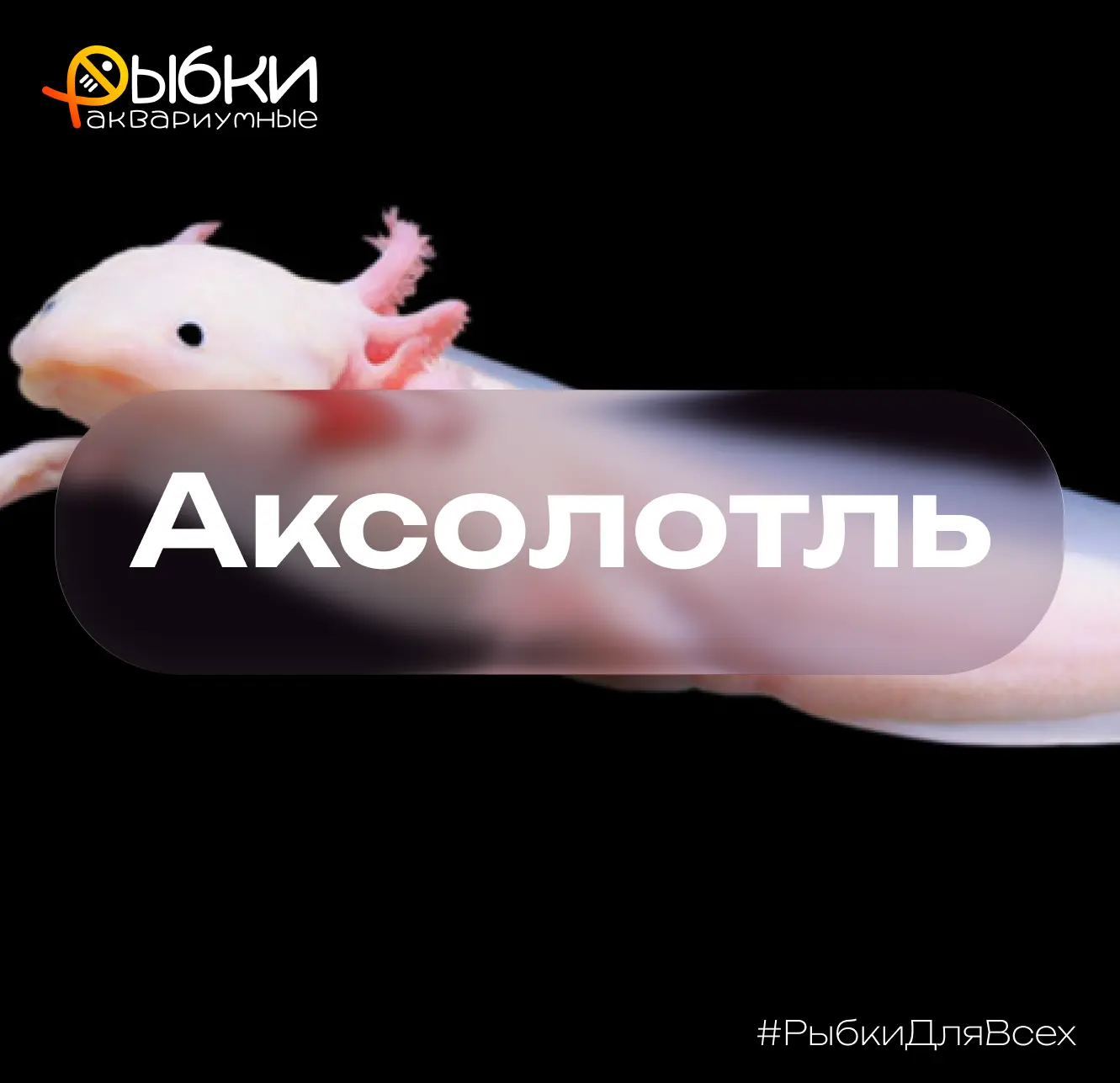 🦎 Аксолотль — уникальное земноводное, и вот несколько фактов о нём!