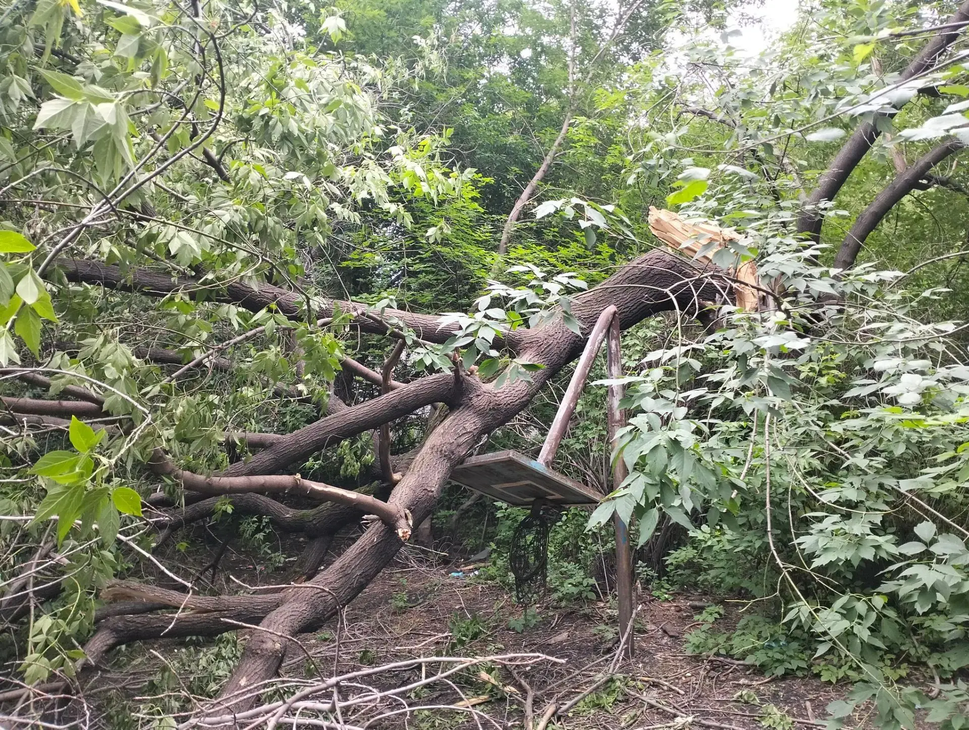 🌿 Продолжаем наводить красоту в наших дворах. На этой неделе мы распилили и вывезли уп...