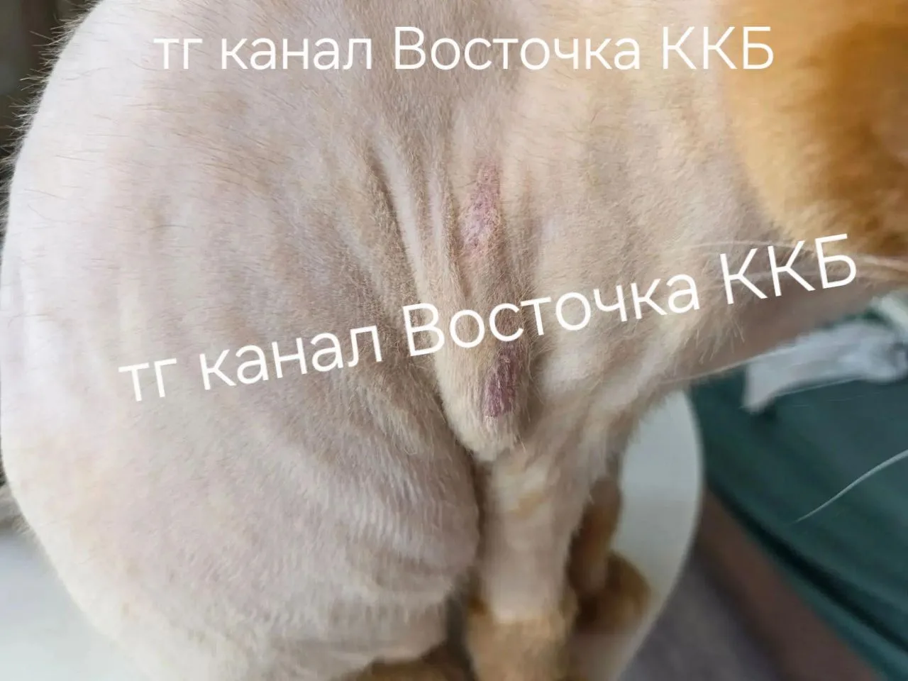 🤬 Соседи_пишут 🗣