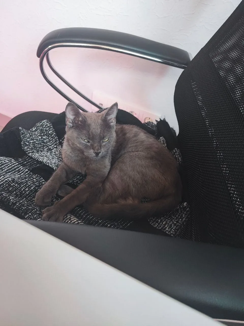 Поможем найти дом очаровательной Асе! 🐱💔🏡  Уважаемые жители!   Обычно мы не публикуем такие посты, н