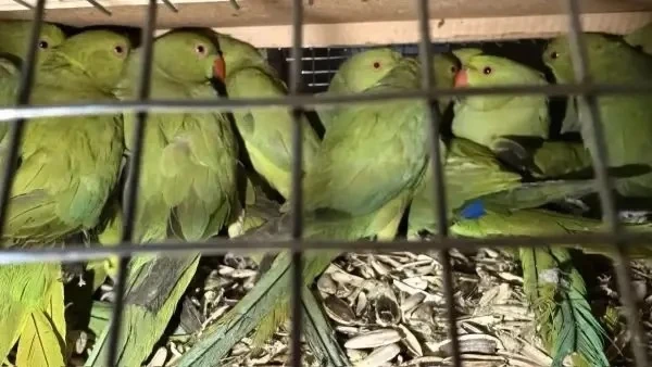 🐦 «Птичий бизнес» на 27 млн: в Акбулаке судят иностранца за контрабанду редких птиц
