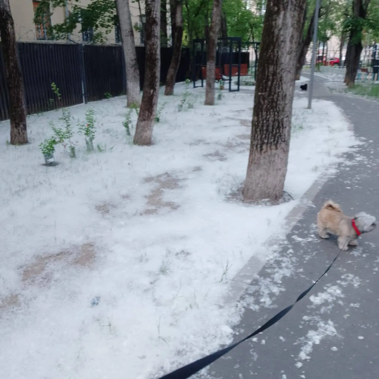 ❄️ Тополиный пух у «Октябрьского Поля» превратил дворы в зимнюю сказку
