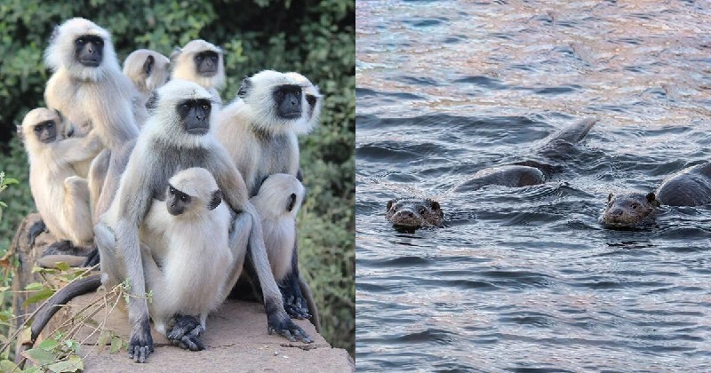 Выдры в Bronx Zoo устроили то, чего никто не ожидал