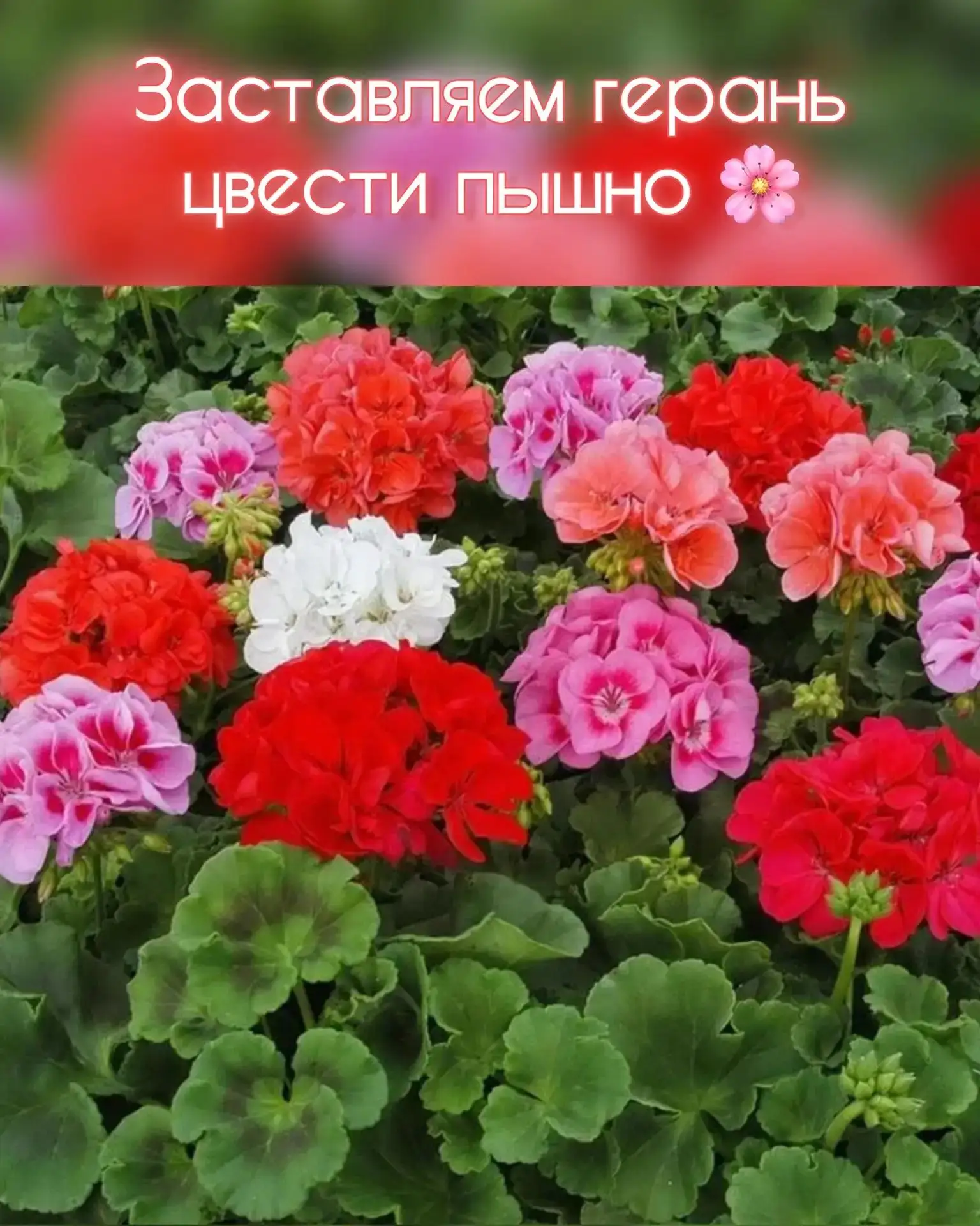 Как заставить герань цвести пышно: 5 простых шагов