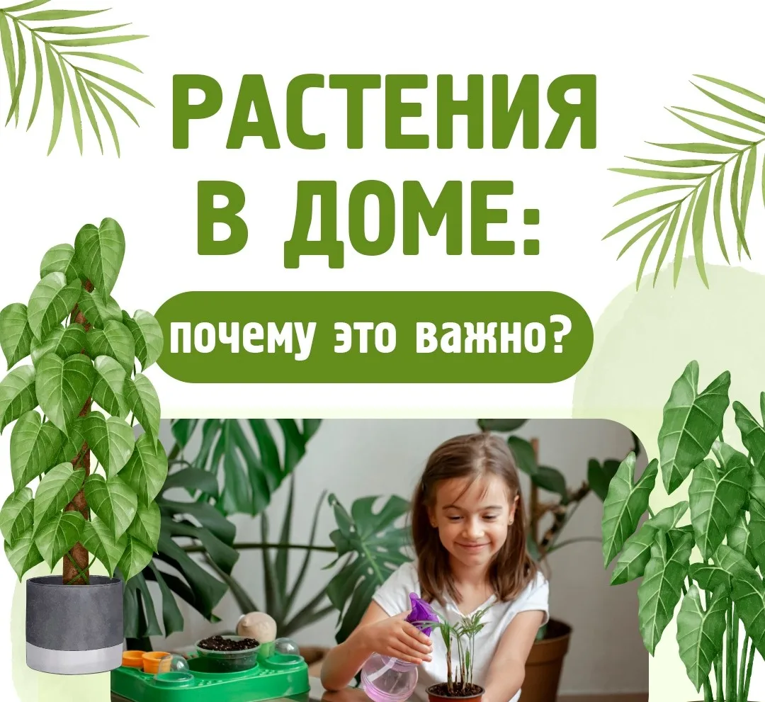 🌱Комнатные растения — не только элемент декора.🌵