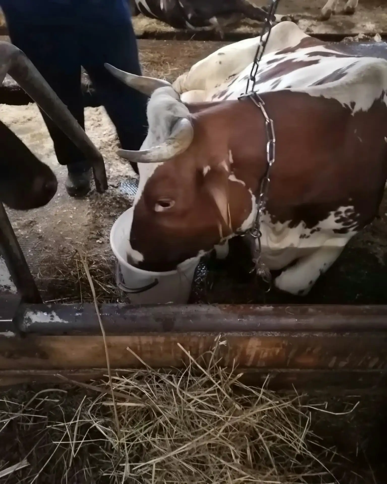 🐂Для коровы по кличке «Романтика» наступил долгожданный и волнительный момент — на све...