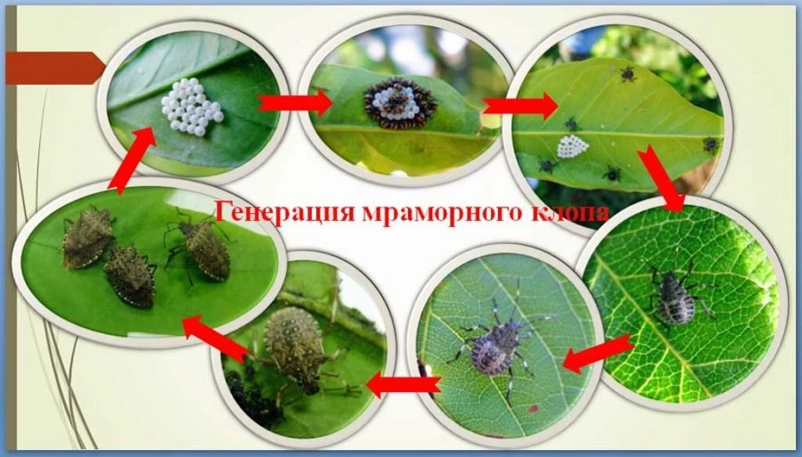 Неприятный гость в саду: что делать, если у вас появился мраморный клоп»