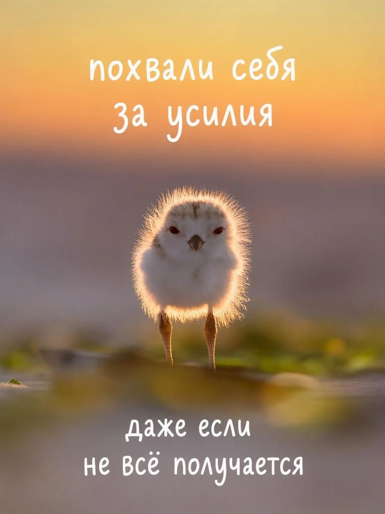 Твой мир, твои слова