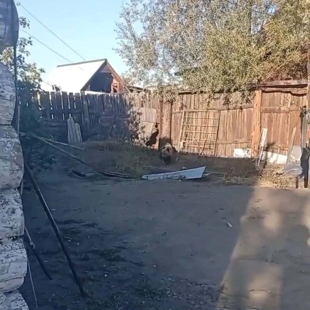 🐻 Медвежат отогнали с территории левобережного дачного общества