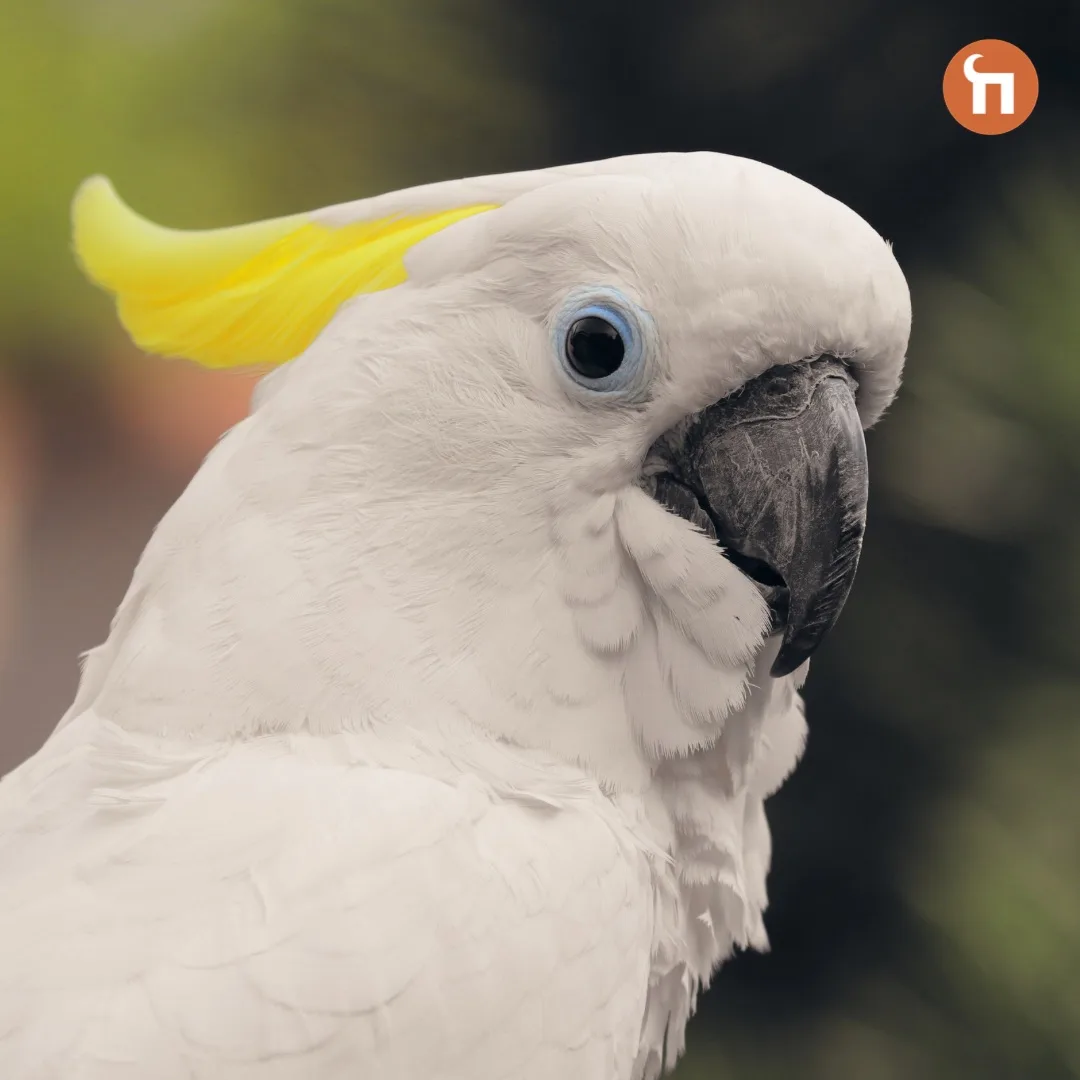 🦜31 мая — Международный день попугая