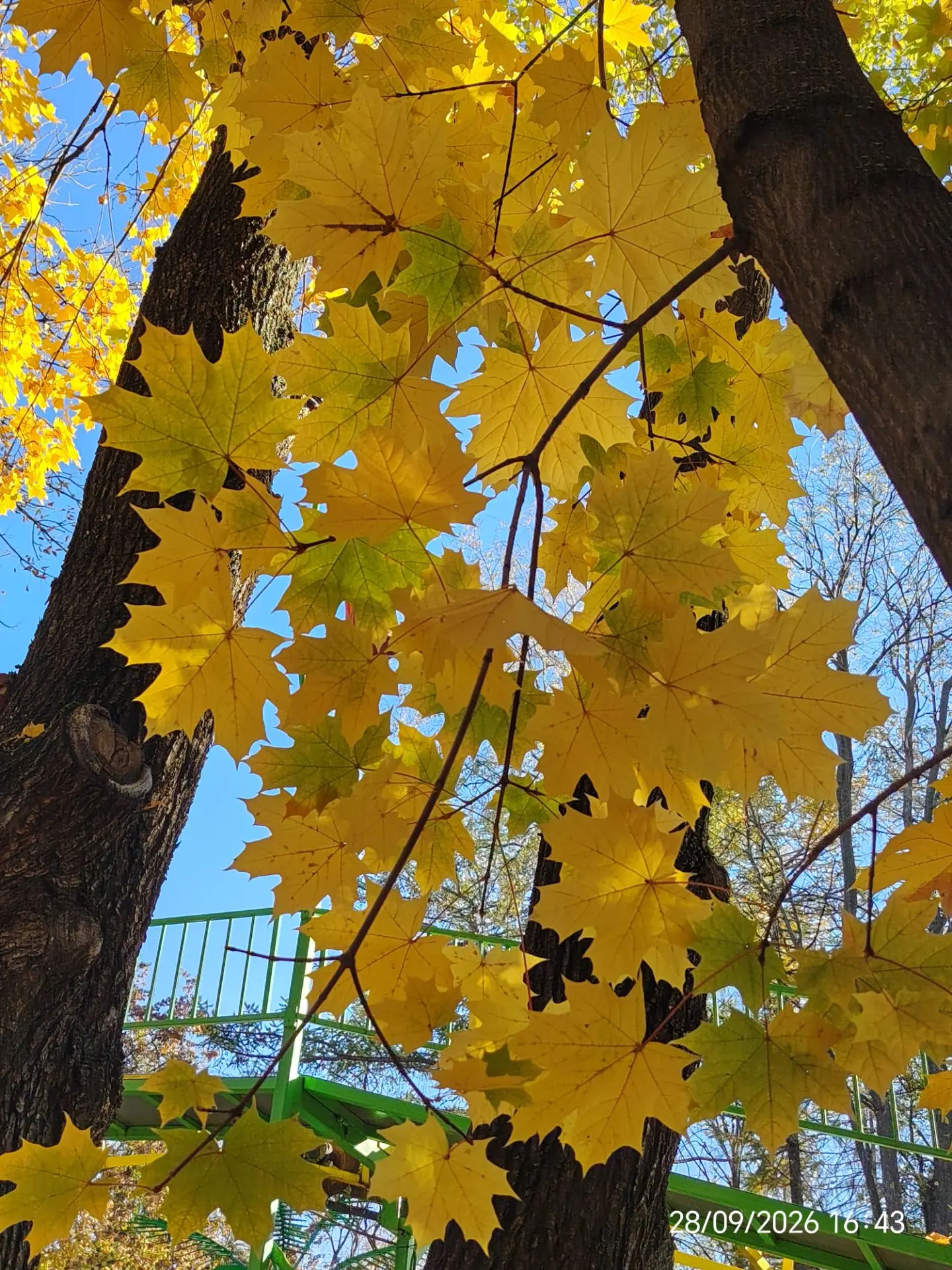 🌿🍂 СЕНТЯБРҘЕҢ ҺУҢҒЫ КӨНӨ БӨГӨН 🍂🌿