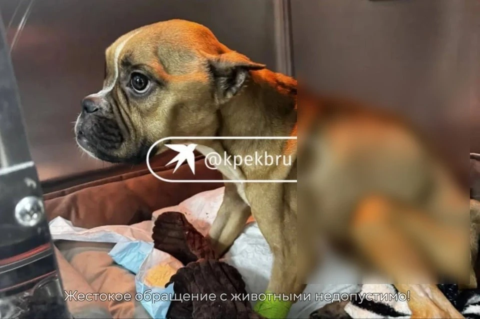 Волонтер рассказала о жестоком обращении с собакой