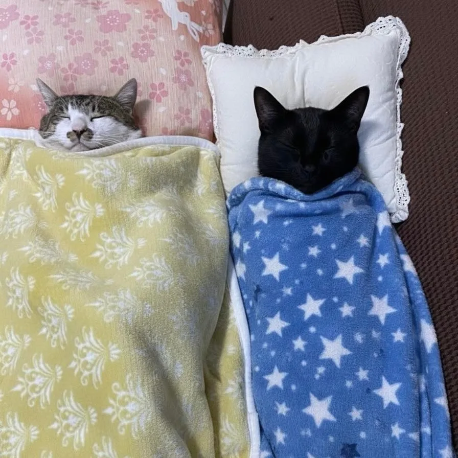 Котик дня - подпишись🐱